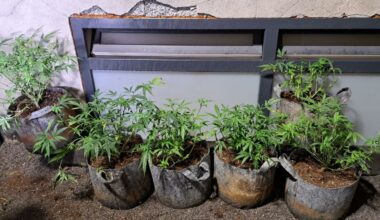 Cannabis-Plantage in Dortmund entdeckt: Polizei stellt Pflanzen sicher