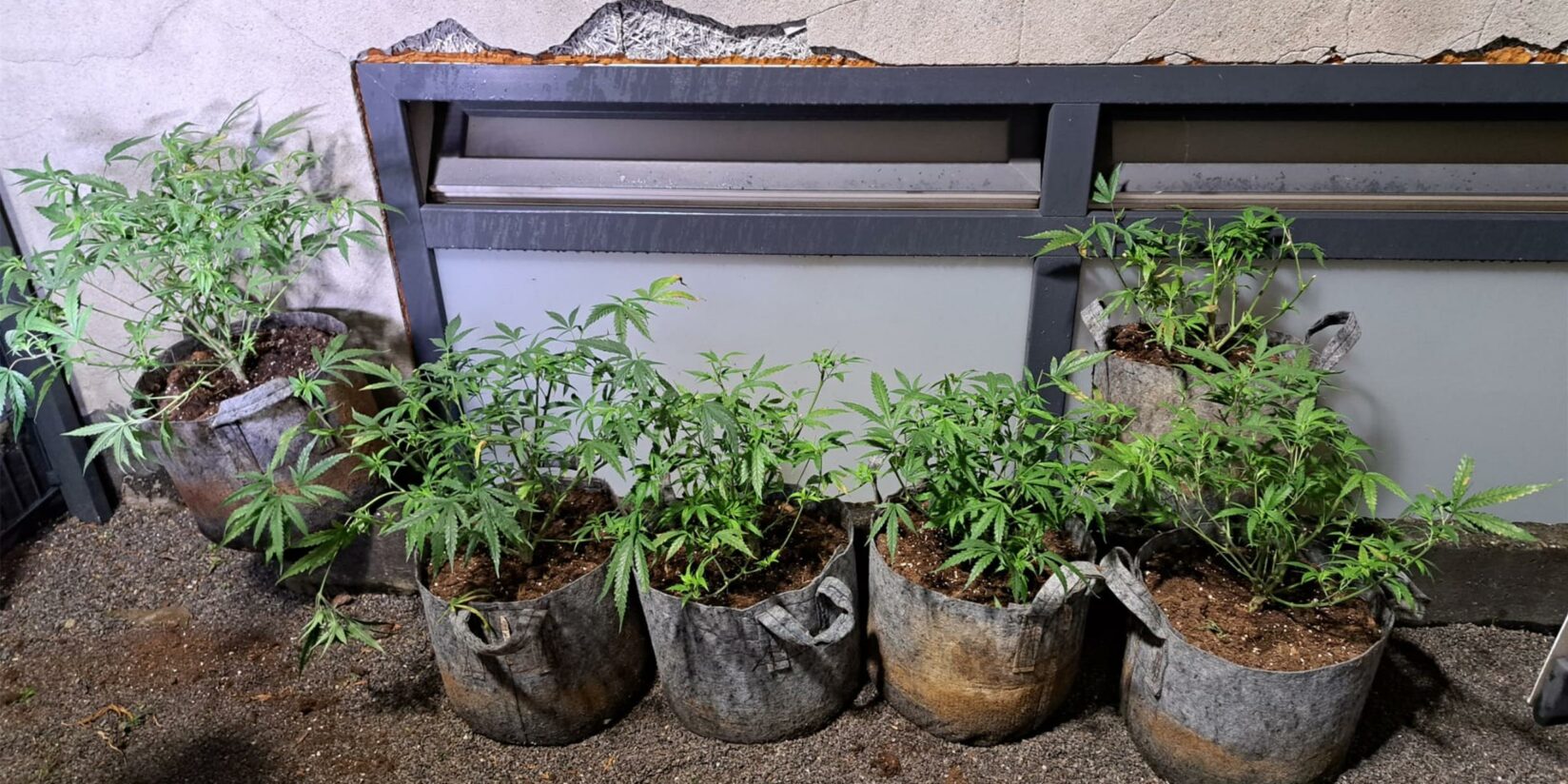 Cannabis-Plantage in Dortmund entdeckt: Polizei stellt Pflanzen sicher