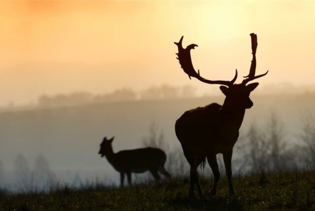Ein Damhirsch steht in der frühmorgendlichen Herbstsonne.