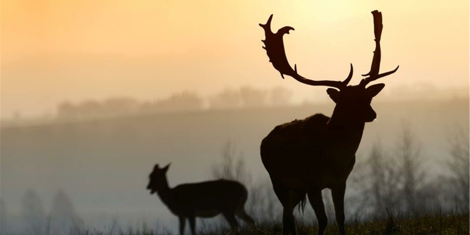Weißer Hirsch aus Gehege entlaufen