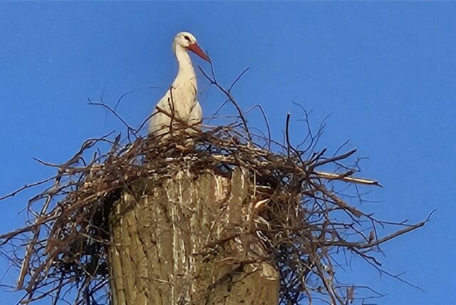 Storch im Nest auf ienem Pappelstumpf in Dortmund-Schwieringhausen.