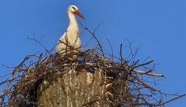 Zweites Storchen-Paar brütet im Naturschutzgebiet Siesack
