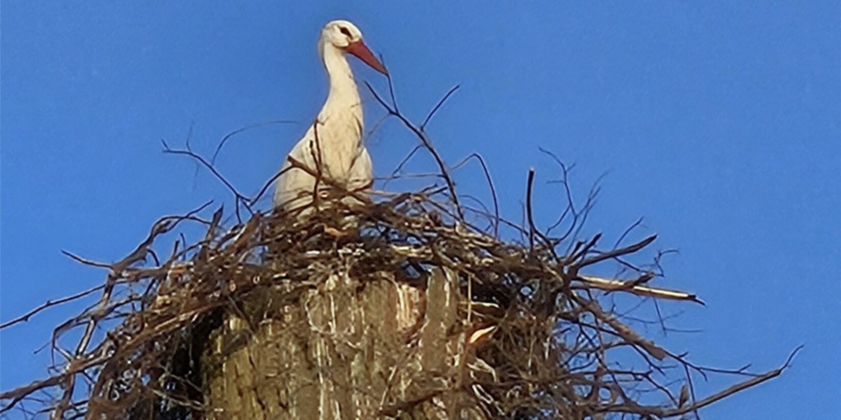 Zweites Storchen-Paar brütet im Naturschutzgebiet Siesack