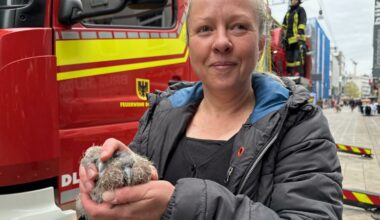 Feuerwehr rettet Taubenküken mit Drehleiter