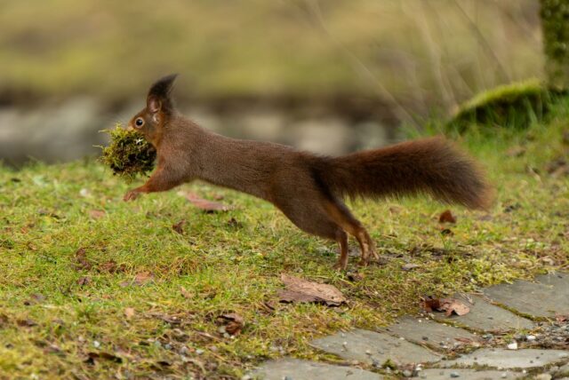 Ein Eichhörnchen läuft