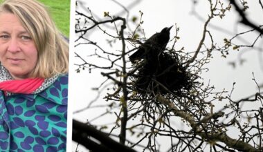 Holzwickede prüft Vergrämung von Krähen – Anwohner fordern klares Handeln
