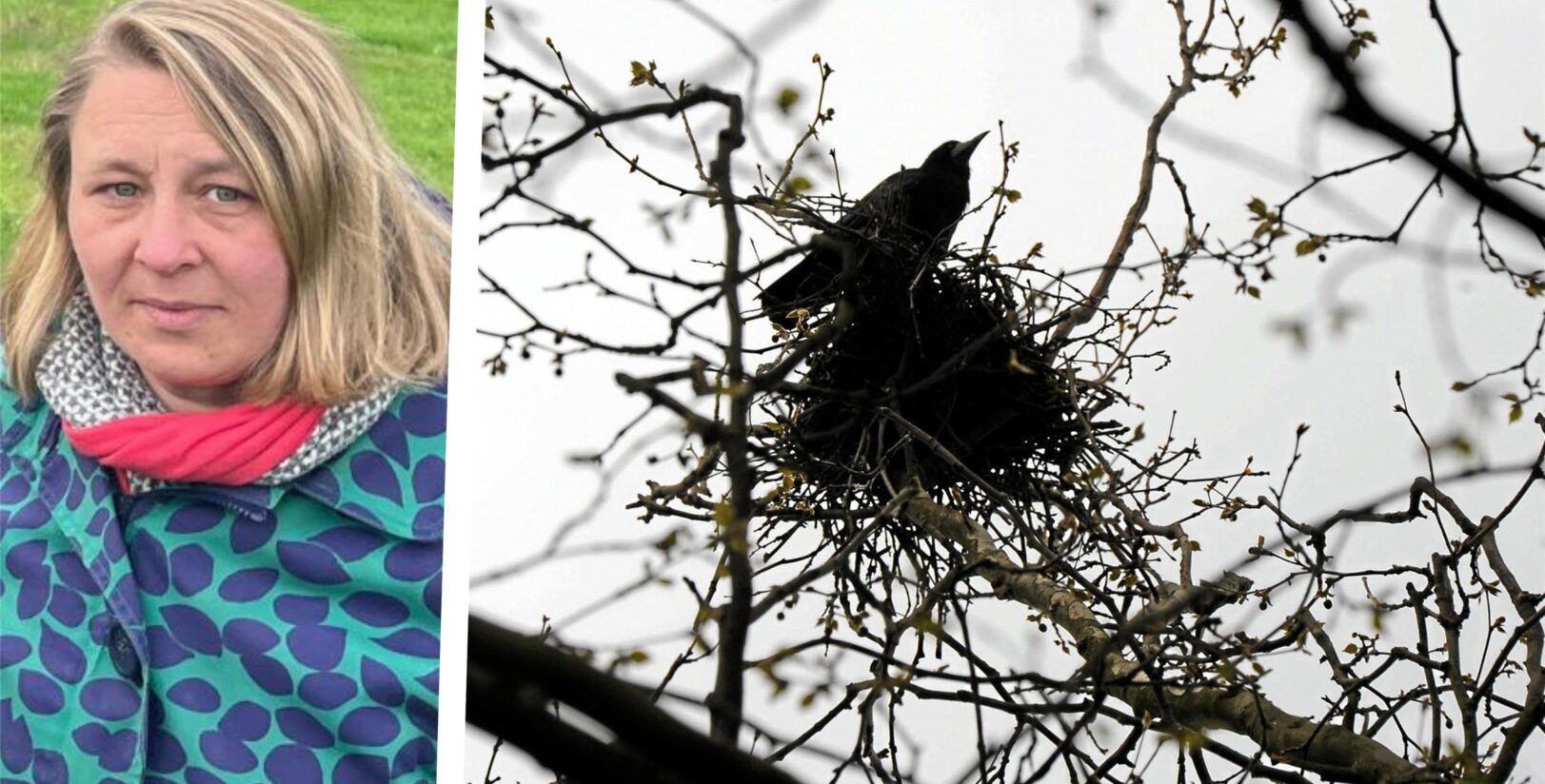 Holzwickede prüft Vergrämung von Krähen – Anwohner fordern klares Handeln