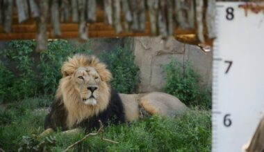 Der Asiatische Löwe Kumar ist im Zoo von Frankfurt am Main eingeschläfert worden. Das Männchen starb wenige Tage vor seinem 19. Geburtstag, wie der Zoo mitteilte. (Isabel INFANTES)