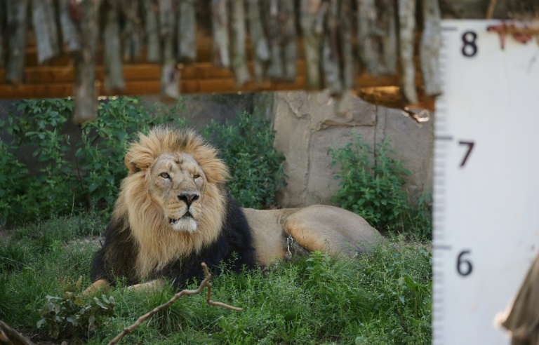 Der Asiatische Löwe Kumar ist im Zoo von Frankfurt am Main eingeschläfert worden. Das Männchen starb wenige Tage vor seinem 19. Geburtstag, wie der Zoo mitteilte. (Isabel INFANTES)