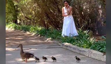 Herzogin Meghan: Ihr Watschel-Video soll eine Ente sein! | Unterhaltung