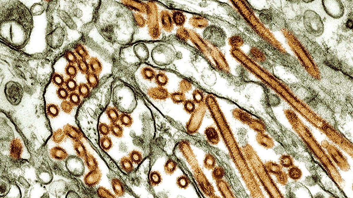 Auch Ursprungsort wird genannt: Auslöser für Vogelgrippe in Kühen in den USA ausgemacht