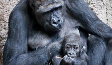 Nach Tod von zwei Gorillas: PETA-Tierschützer gehen auf Zoo Leipzig los | Regional