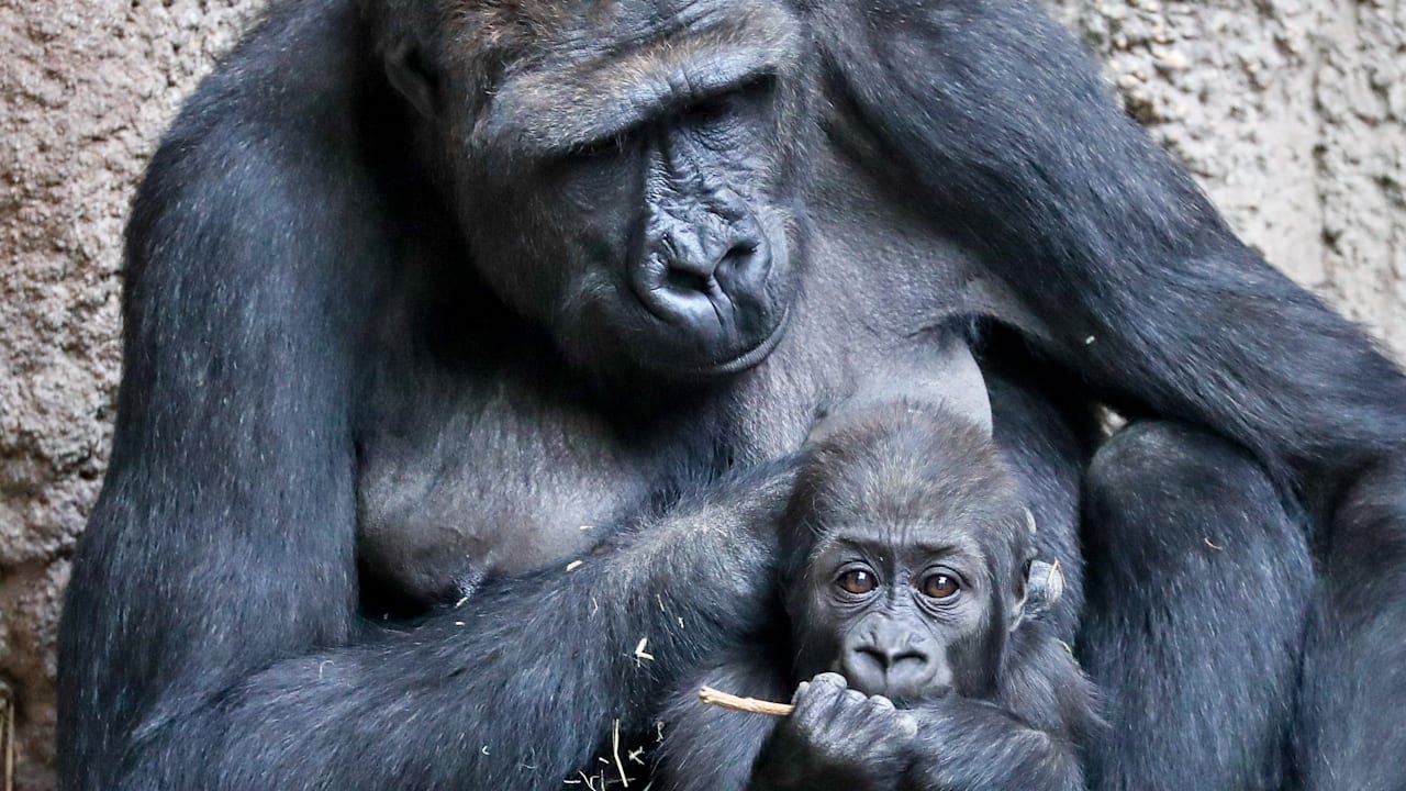 Nach Tod von zwei Gorillas: PETA-Tierschützer gehen auf Zoo Leipzig los | Regional