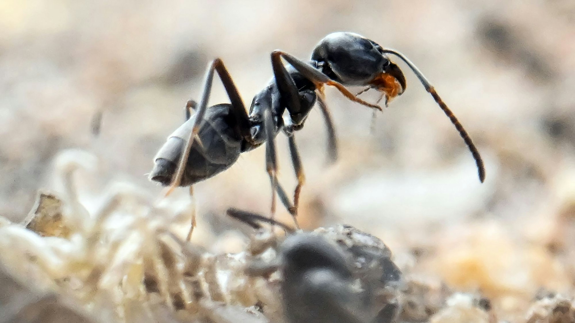 Die Ameisen sind nur weniger Millimeter groß. (Archivbild)