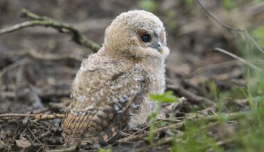 Münchner beschützt kleinen Waldkauz vor Krähen-Attacke