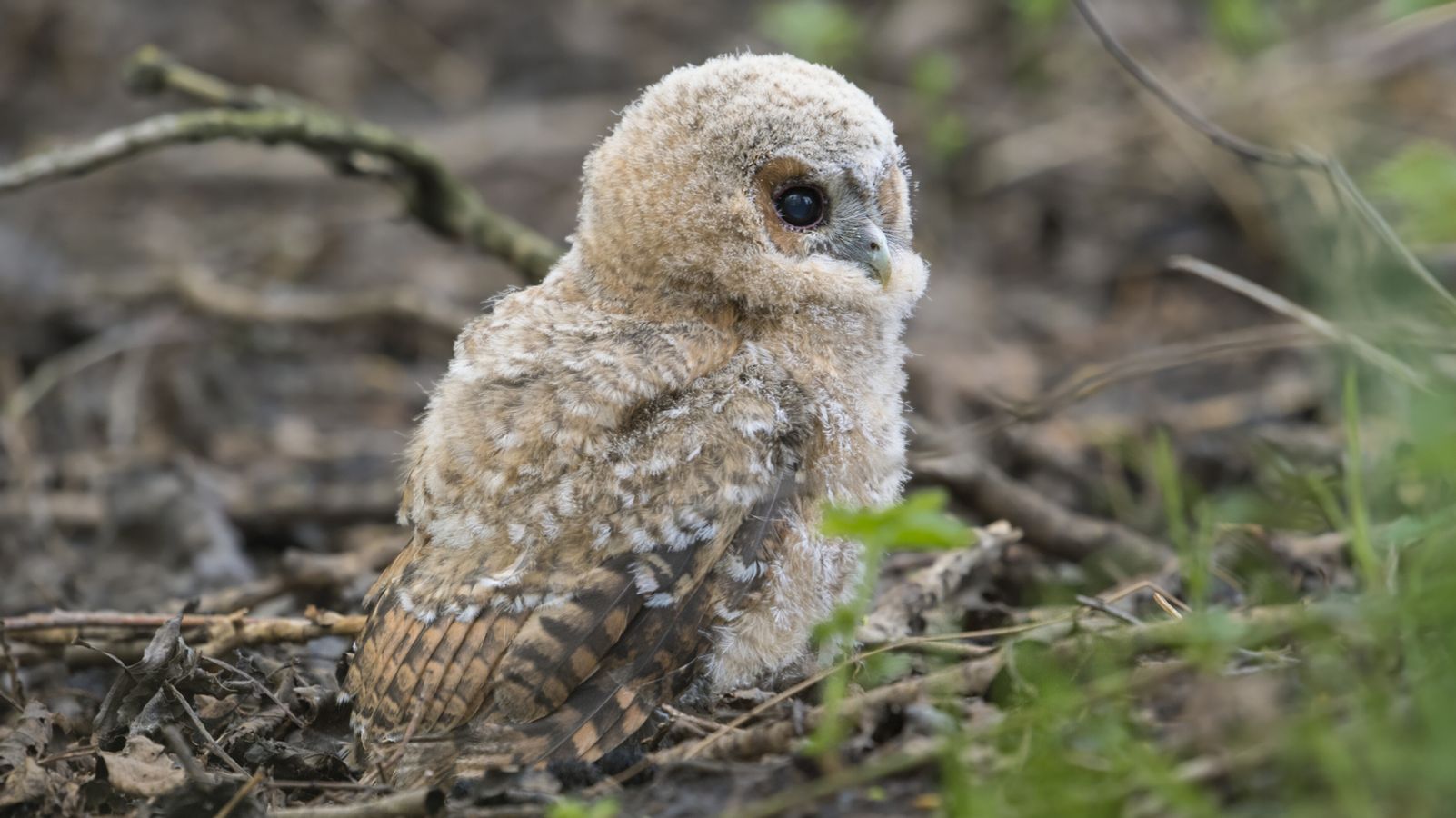 Münchner beschützt kleinen Waldkauz vor Krähen-Attacke