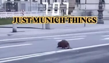 Biber auf Sightseeing-Tour durch Münchner Innenstadt | Regional