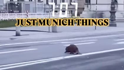 Biber auf Sightseeing-Tour durch Münchner Innenstadt | Regional
