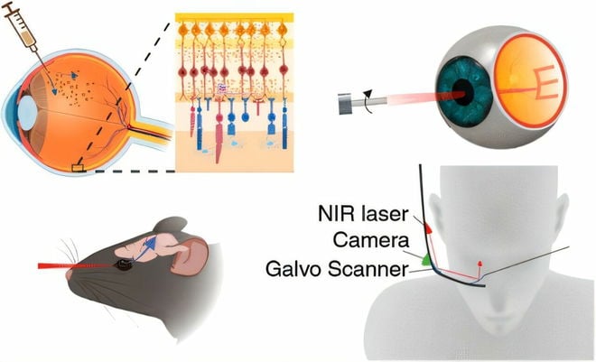 ACS Nano (2025): Neue Augen-Behandlung mit Gold und Laser