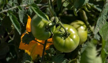 Zölle von 21 Prozent ab Juli: USA sagen Mexikos Tomaten den Kampf an