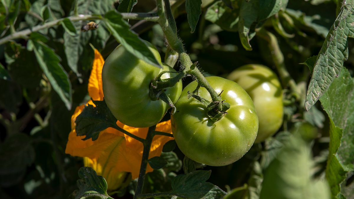 Zölle von 21 Prozent ab Juli: USA sagen Mexikos Tomaten den Kampf an