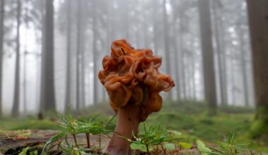 Ein bräunlicher Pilz - eine Art Giftlorchel - mit einer unregelmäßigen, gewellten Oberfläche wächst auf einem moosbedeckten Baumstumpf im Vordergrund eines nebligen Nadelbaumwaldes.