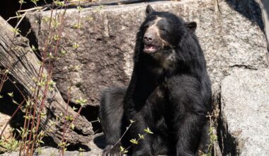 Baden-Württemberg: Brillenbär-Date im Stuttgarter Zoo
