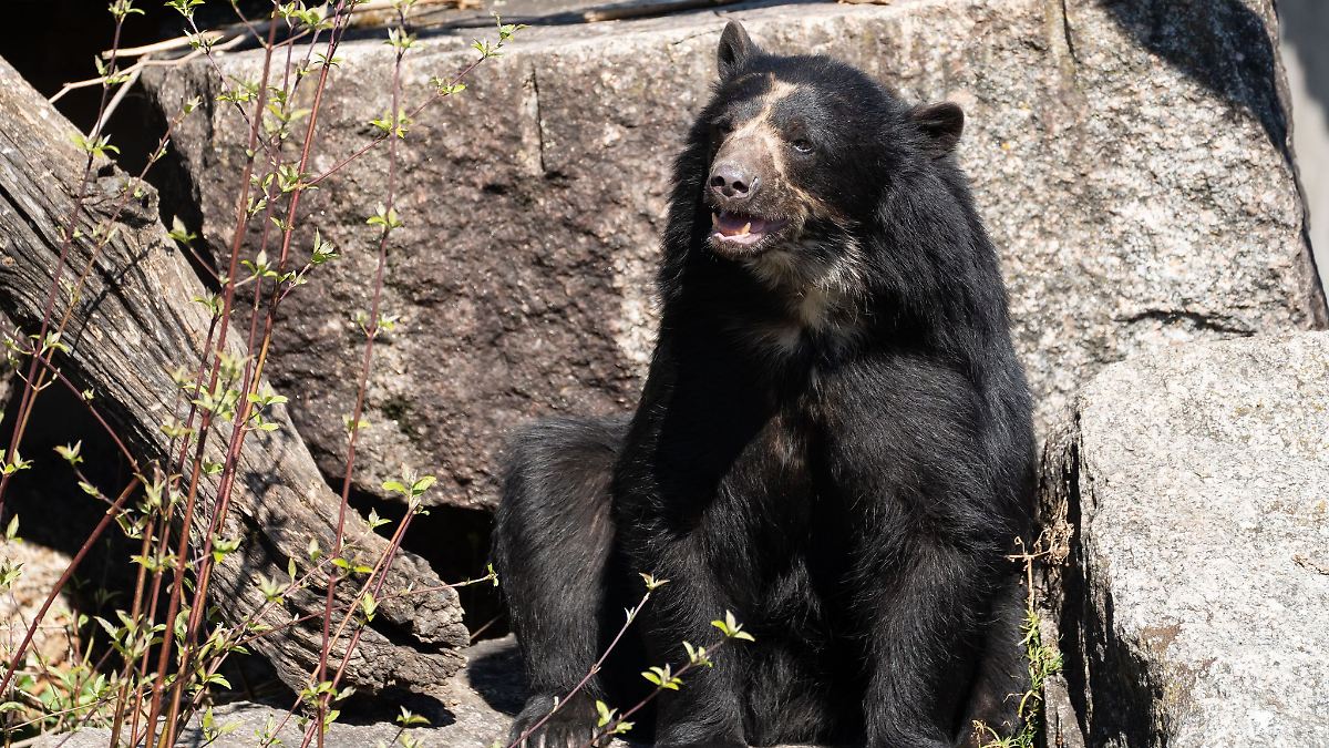 Baden-Württemberg: Brillenbär-Date im Stuttgarter Zoo