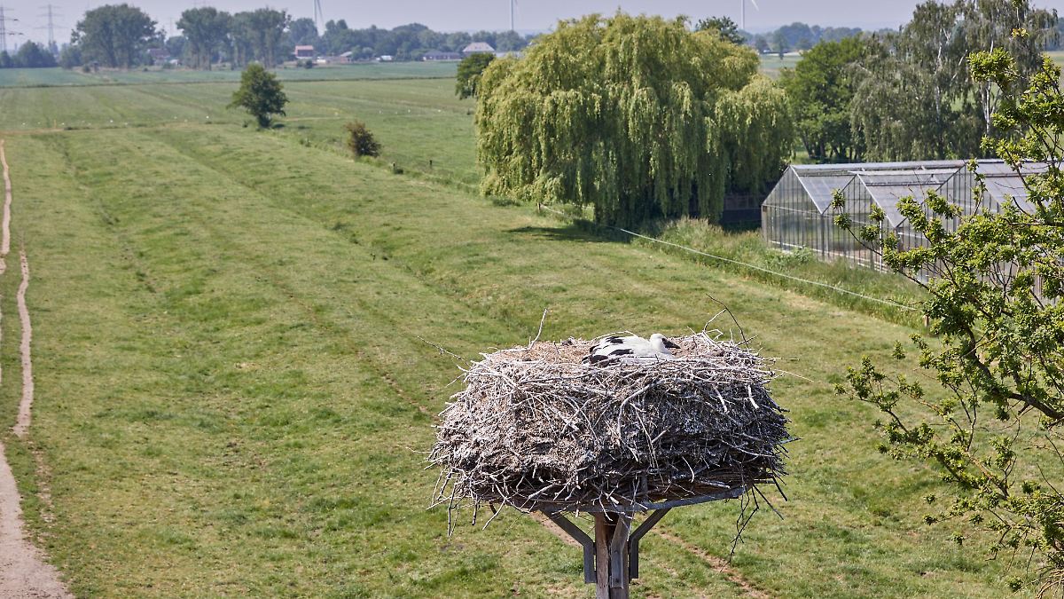 Hamburg & Schleswig-Holstein: Erster Nachwuchs bei Hamburgs Störchen - 57 Brutpaare