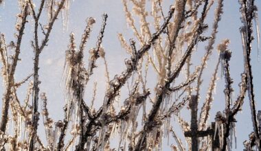 Berlin & Brandenburg: Bauern rechnen mit Frostschäden an Pfirsichen und Aprikosen