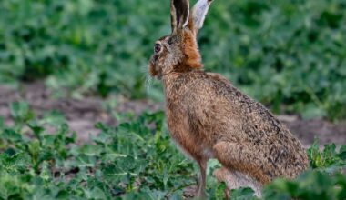 Berlin & Brandenburg: Temperaturen über 20 Grad zum Start in die Osterferien
