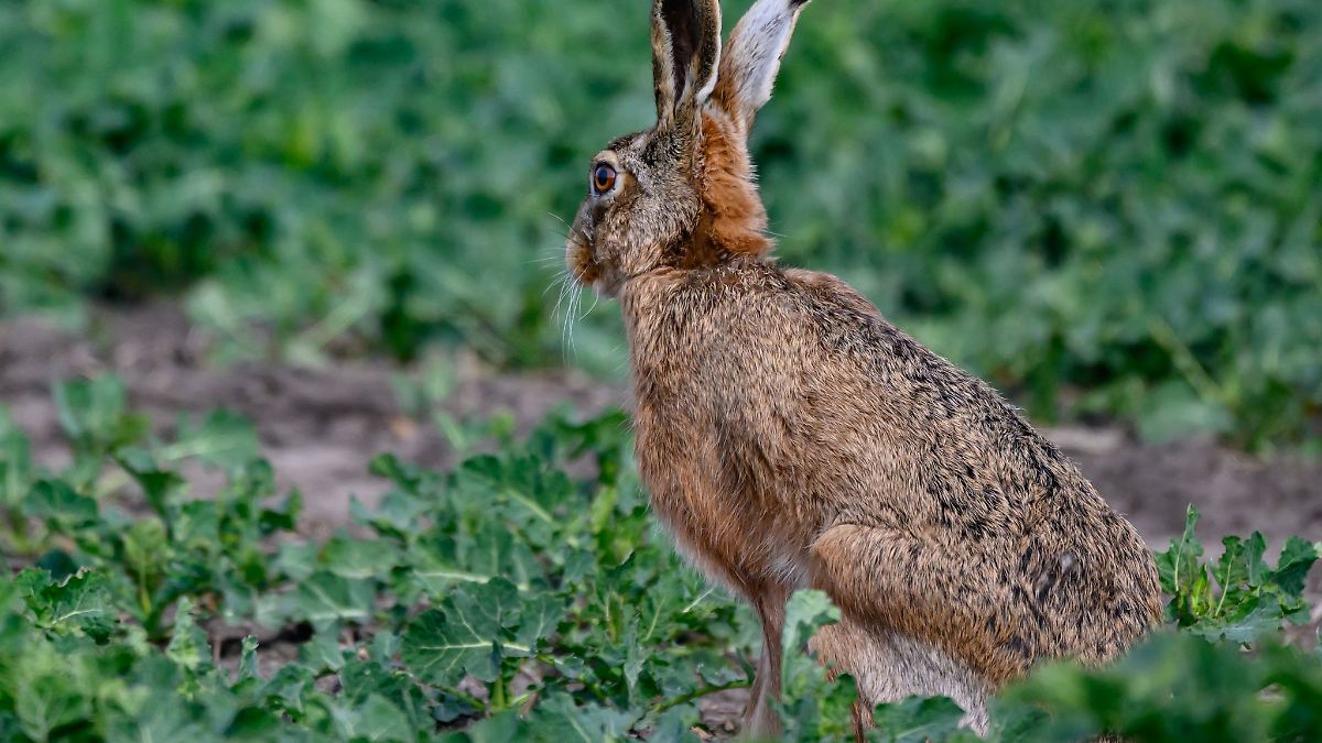 Berlin & Brandenburg: Temperaturen über 20 Grad zum Start in die Osterferien