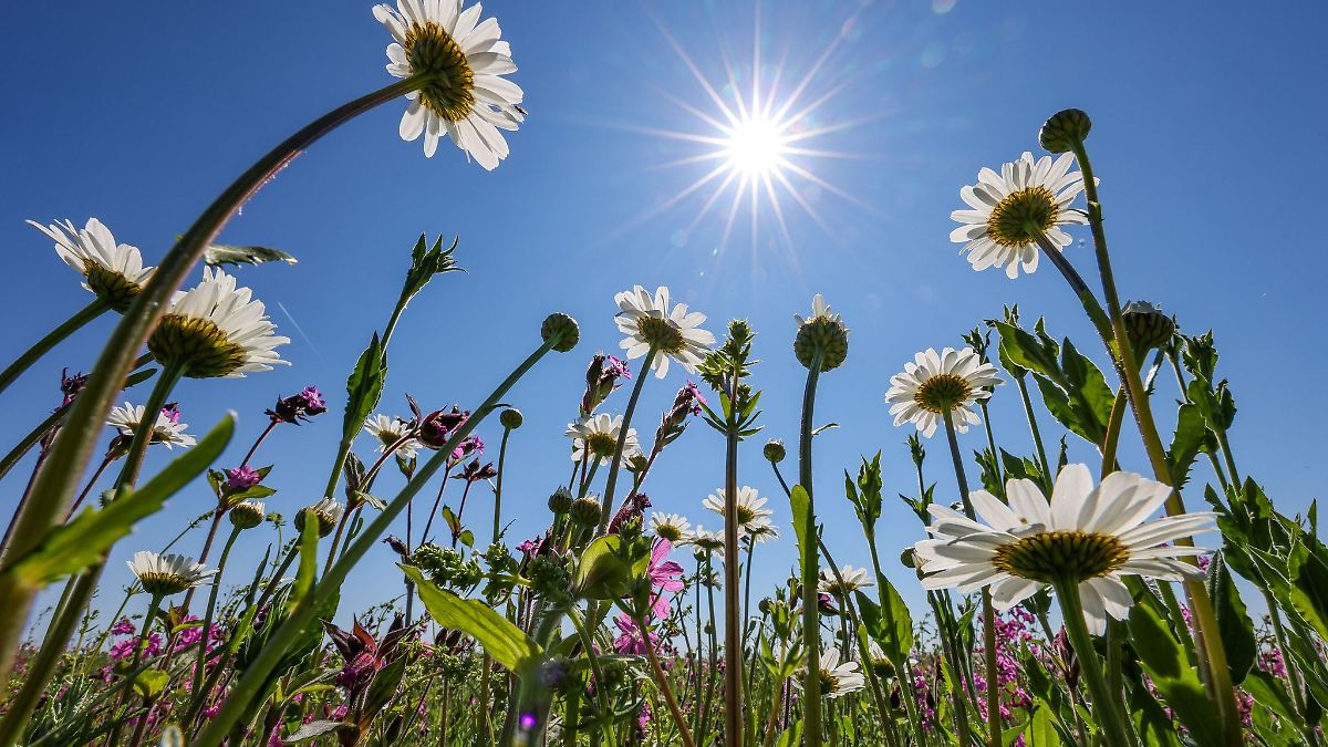 Berlin & Brandenburg: Freundliches Frühlingswetter zum Wochenstart