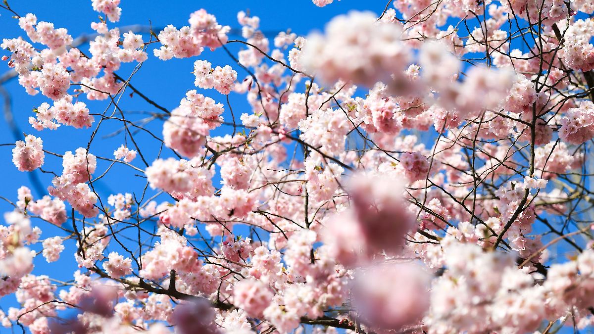 Hamburg & Schleswig-Holstein: Sonniges Wetter in Hamburg und Schleswig-Holstein