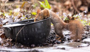 Eichhörnchen fallen dehydriert von den Bäumen: Klimawandel bedroht Wildtiere - so kann jeder helfen
