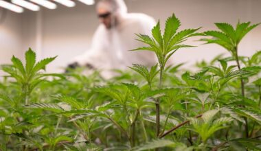 Berlin & Brandenburg: Neues Cannabisgesetz - bereits Hunderte Strafen aufgehoben