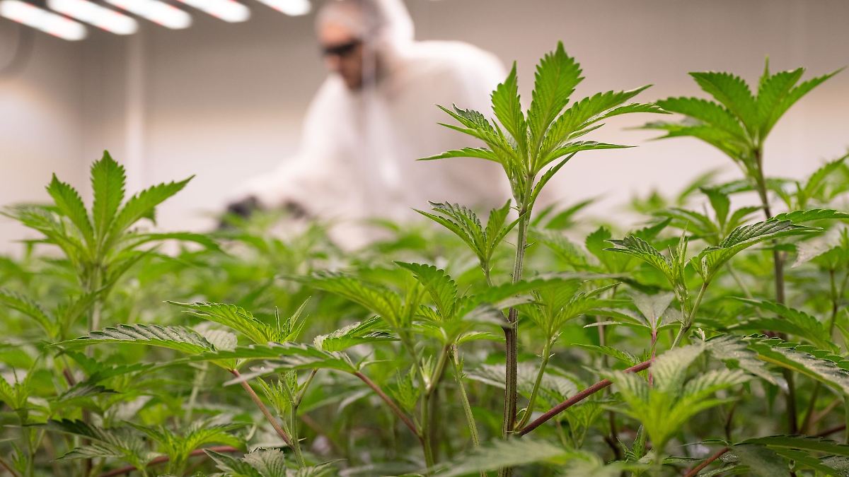 Berlin & Brandenburg: Neues Cannabisgesetz - bereits Hunderte Strafen aufgehoben