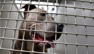 Kind bei Hannover von Kampfhund verletzt