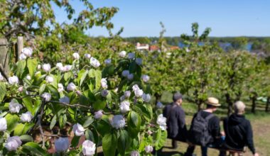 Berlin & Brandenburg: Das 146. Baumblütenfest in der Havelstadt hat begonnen