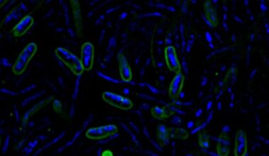 Studie: In Kroatiens Süßwasserseen horten „egoistische“ Bakterien Nährstoffe