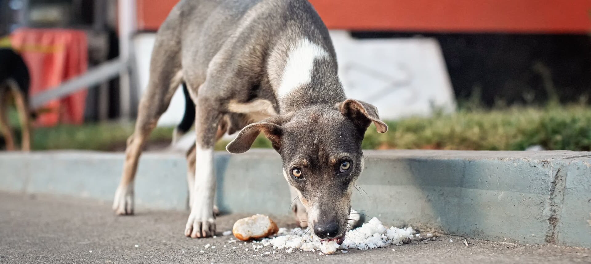 Ein dünner, grauer Hund mit weißen Abzeichen frisst auf einem Gehweg Reis. Im Hintergrund ist eine rote Wand und ein weiterer Hund zu sehen. Die Szene spielt sich in einer städtischen Umgebung ab.