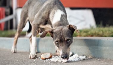 Ein dünner, grauer Hund mit weißen Abzeichen frisst auf einem Gehweg Reis. Im Hintergrund ist eine rote Wand und ein weiterer Hund zu sehen. Die Szene spielt sich in einer städtischen Umgebung ab.