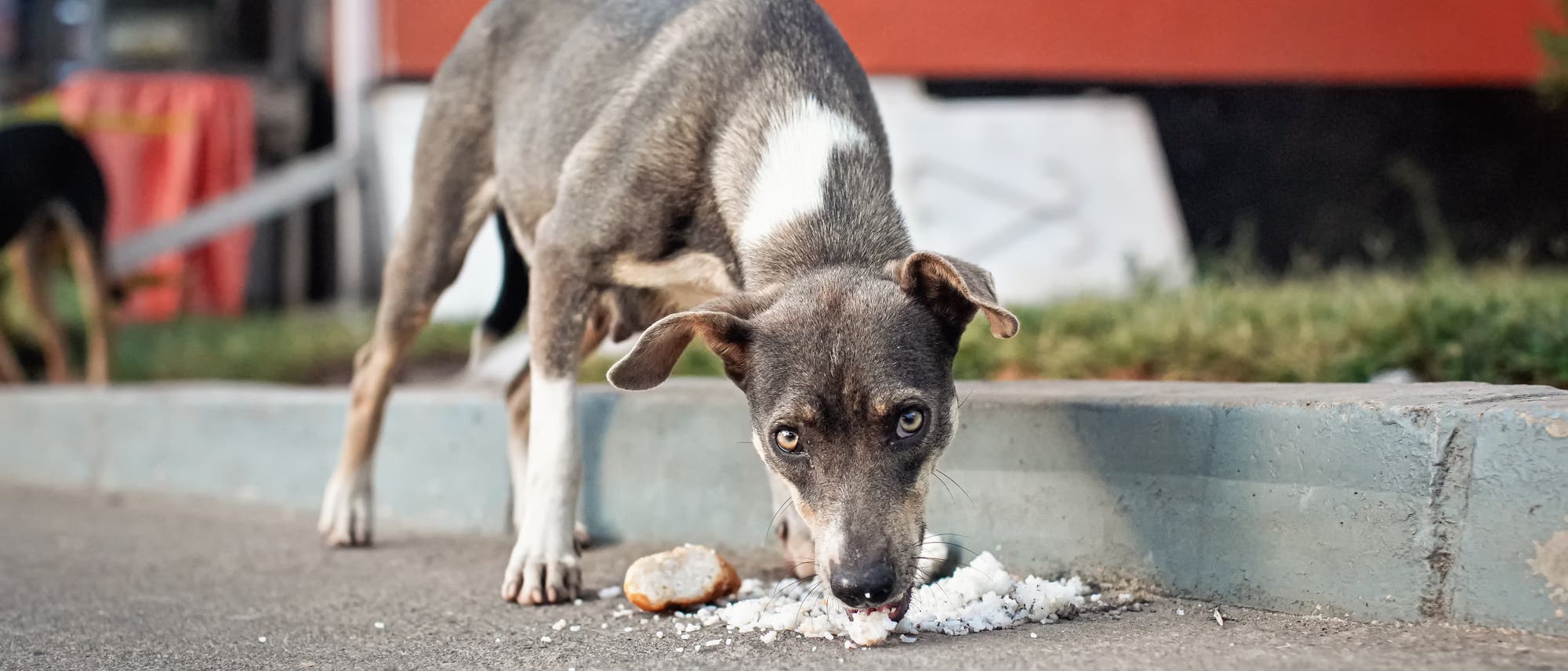 Ein dünner, grauer Hund mit weißen Abzeichen frisst auf einem Gehweg Reis. Im Hintergrund ist eine rote Wand und ein weiterer Hund zu sehen. Die Szene spielt sich in einer städtischen Umgebung ab.