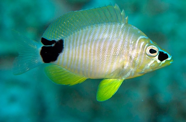 Neue Fischart im Golf von Mexiko entdeckt