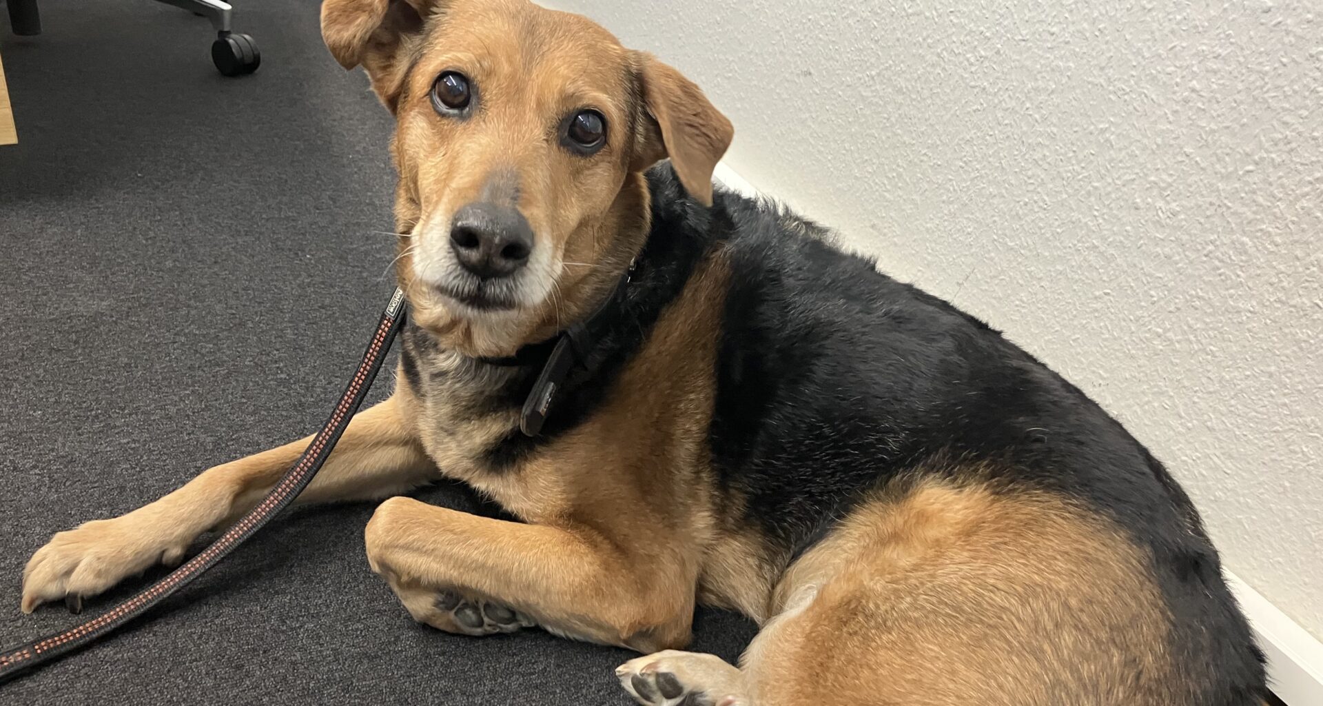 Hund Lori darf nicht mehr mit zur Arbeit