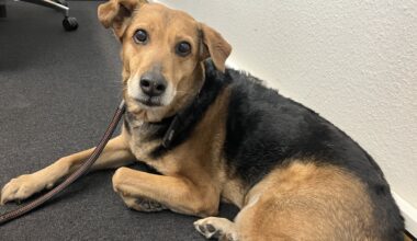 Hund Lori darf nicht mehr mit zur Arbeit