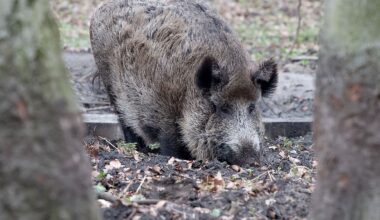 Berlin & Brandenburg: Wildschwein soll Frau angegriffen haben