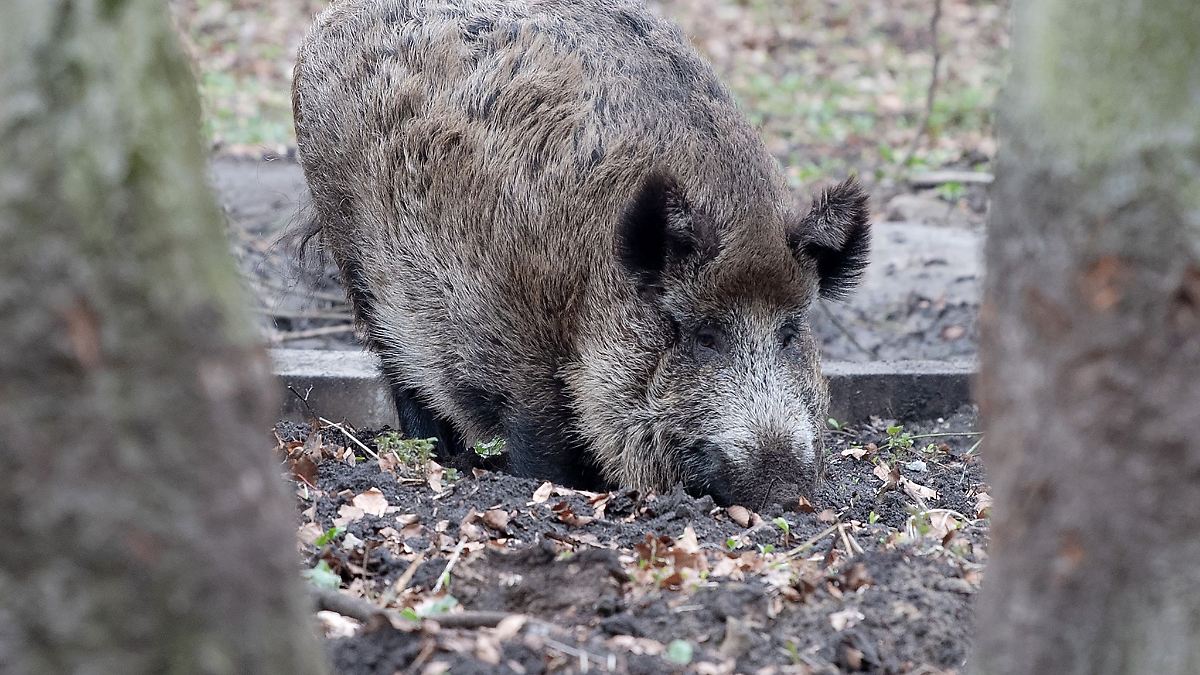 Berlin & Brandenburg: Wildschwein soll Frau angegriffen haben