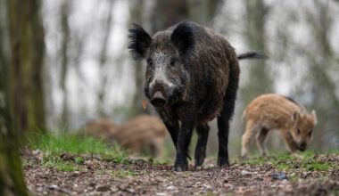 Berlin & Brandenburg: Stadtnaturexperte geht von mehr Wildschweinen in Berlin aus