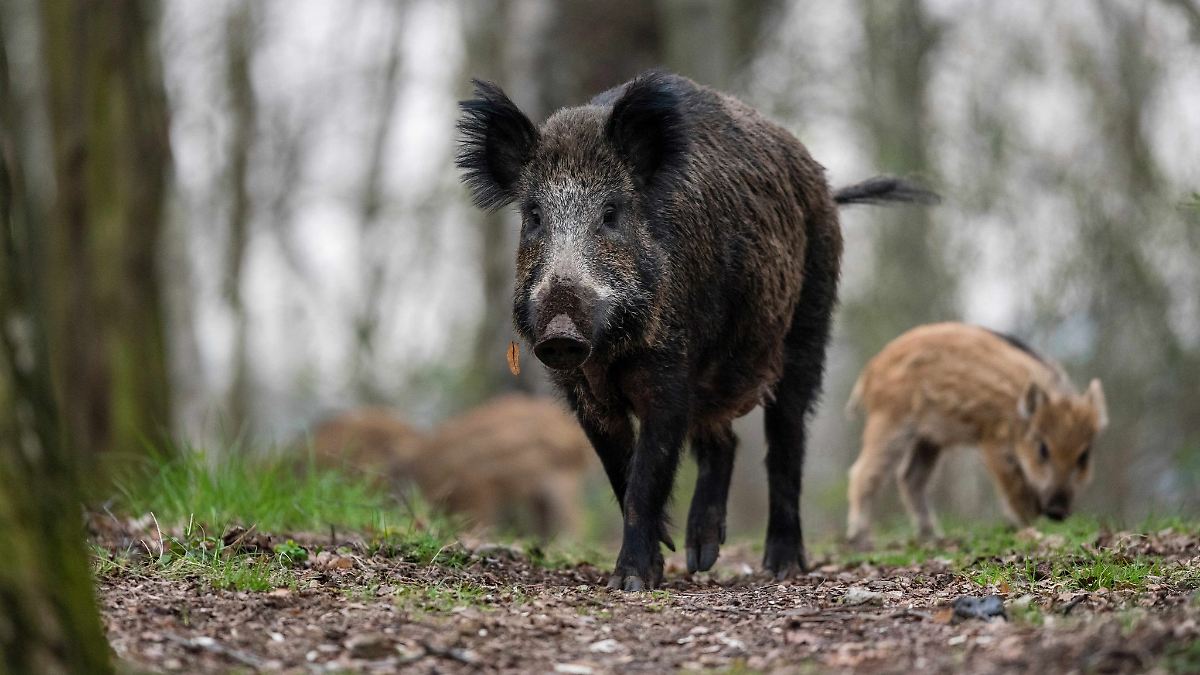 Berlin & Brandenburg: Stadtnaturexperte geht von mehr Wildschweinen in Berlin aus